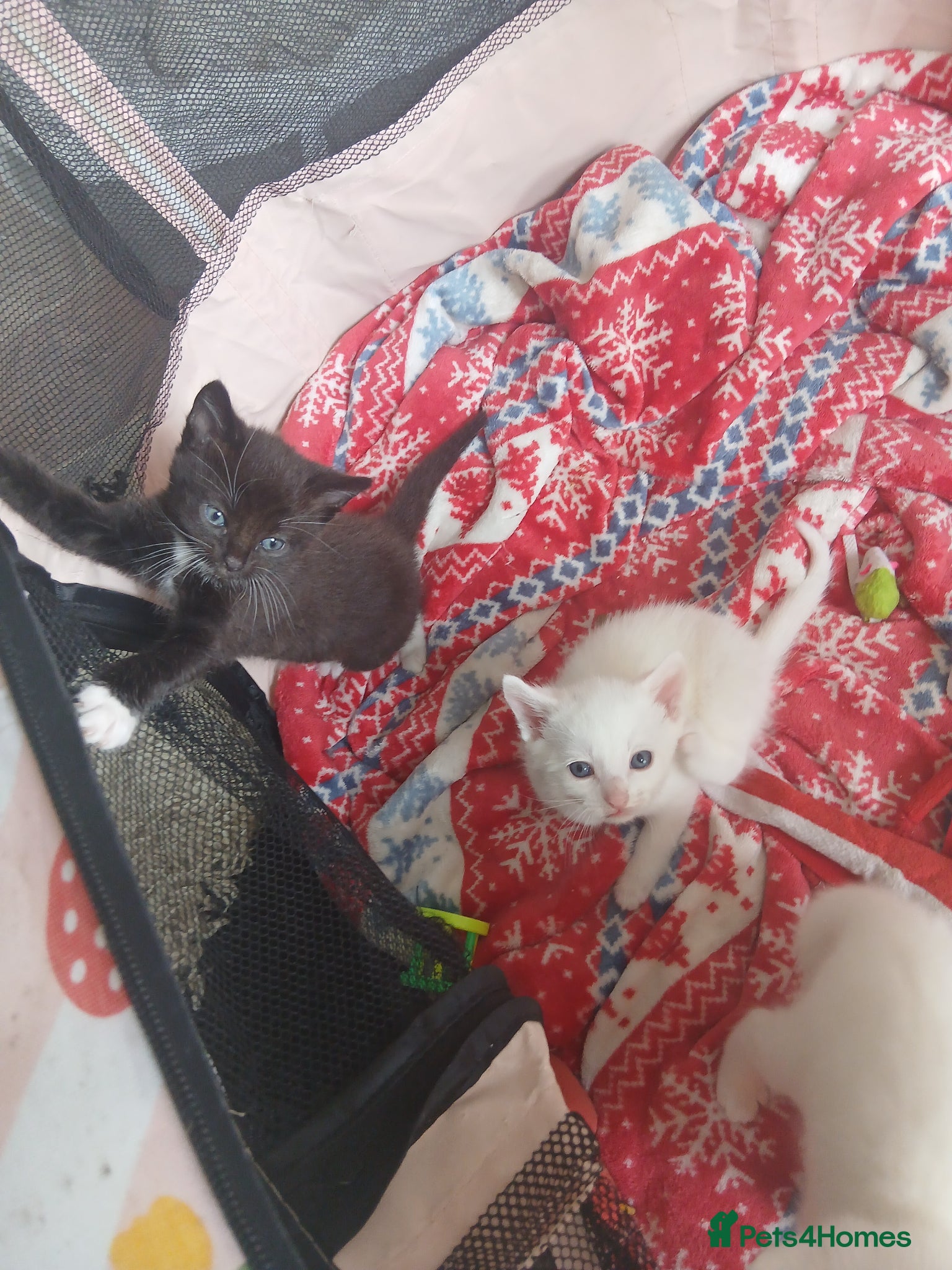 Mixed Breed cats Beautifull litter  - Advert 4