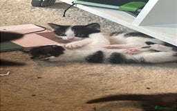 British Shorthair cats for sale: Kitten 1 and kitten 2  - Image 3