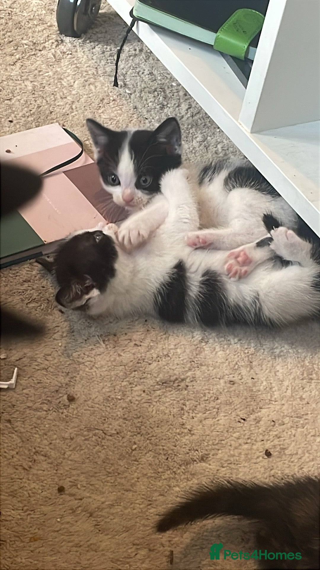 British Shorthair cats for sale: Kitten 1 and kitten 2  - Image 3