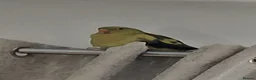 Parakeets birds for sale: Rock pebbler/ regent parrot in Congleton - Advert 3