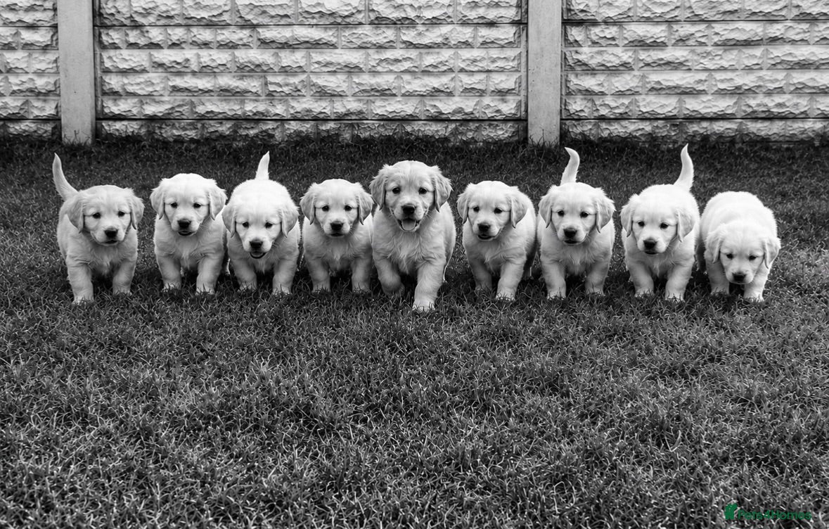 Golden Retriever dogs Quality golden retrievers  - Advert 1