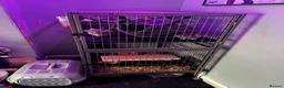 Chinchilla rodents for sale: Two Sweet Male Grey Chinchillas lookin for New Hom in Cardiff - Advert 2