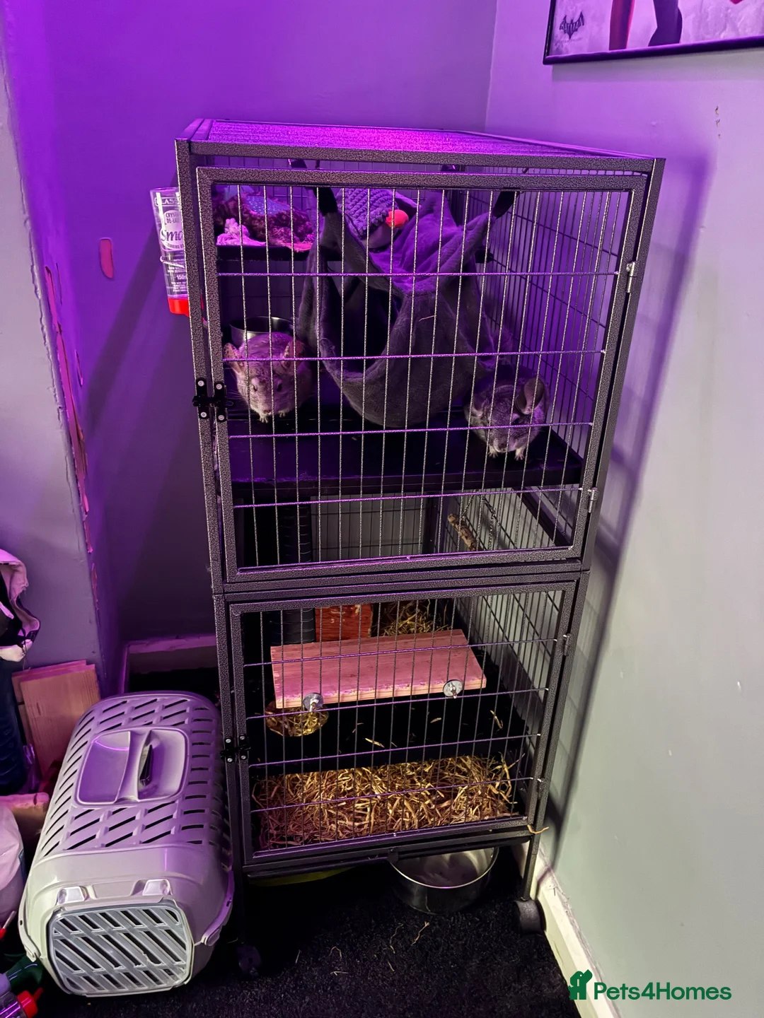 Chinchilla rodents for sale: Two Sweet Male Grey Chinchillas lookin for New Hom in Cardiff - Advert 2