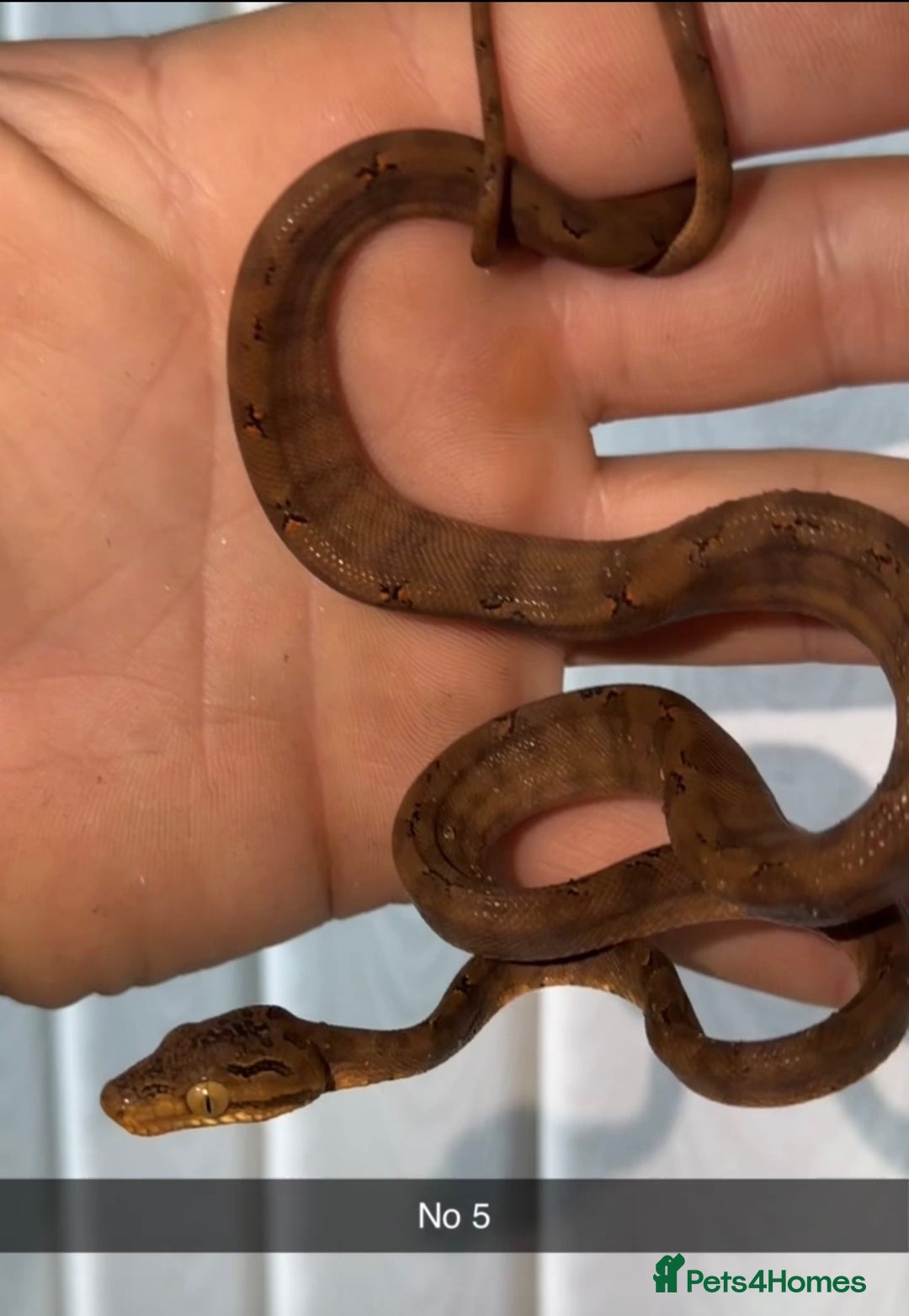 Boa Snake reptiles for sale: Amazon tree boa (Halloween) - Advert 1