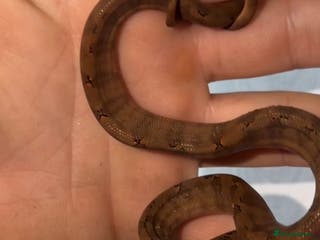 Boa Snake reptiles Amazon tree boa (Halloween) - Advert 2