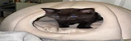 Mixed Breed cats for sale: 3 cats  in Boston - Advert 9