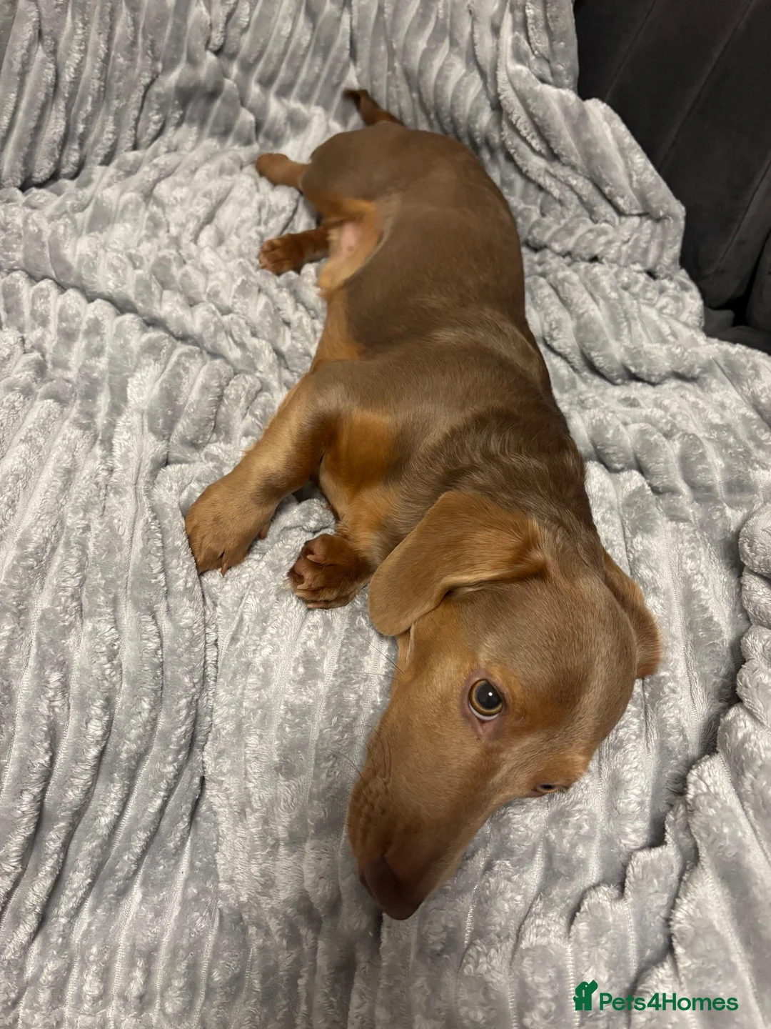 Miniature Dachshund dogs for stud: Frank the stud  - Advert 3