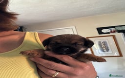 Border Terrier dogs for sale: Gorgeous Border Terrier girl - Image 1