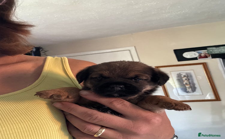 Border Terrier dogs - Advert 1