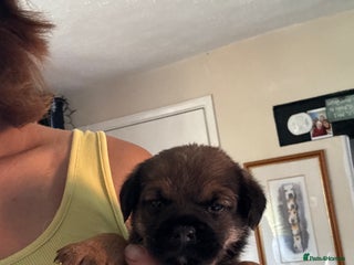 Border Terrier dogs - Advert 2