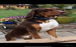 Mixed Breed dogs for adoption: Nacho - goofy Sabueso Hound for adoption - Image 9