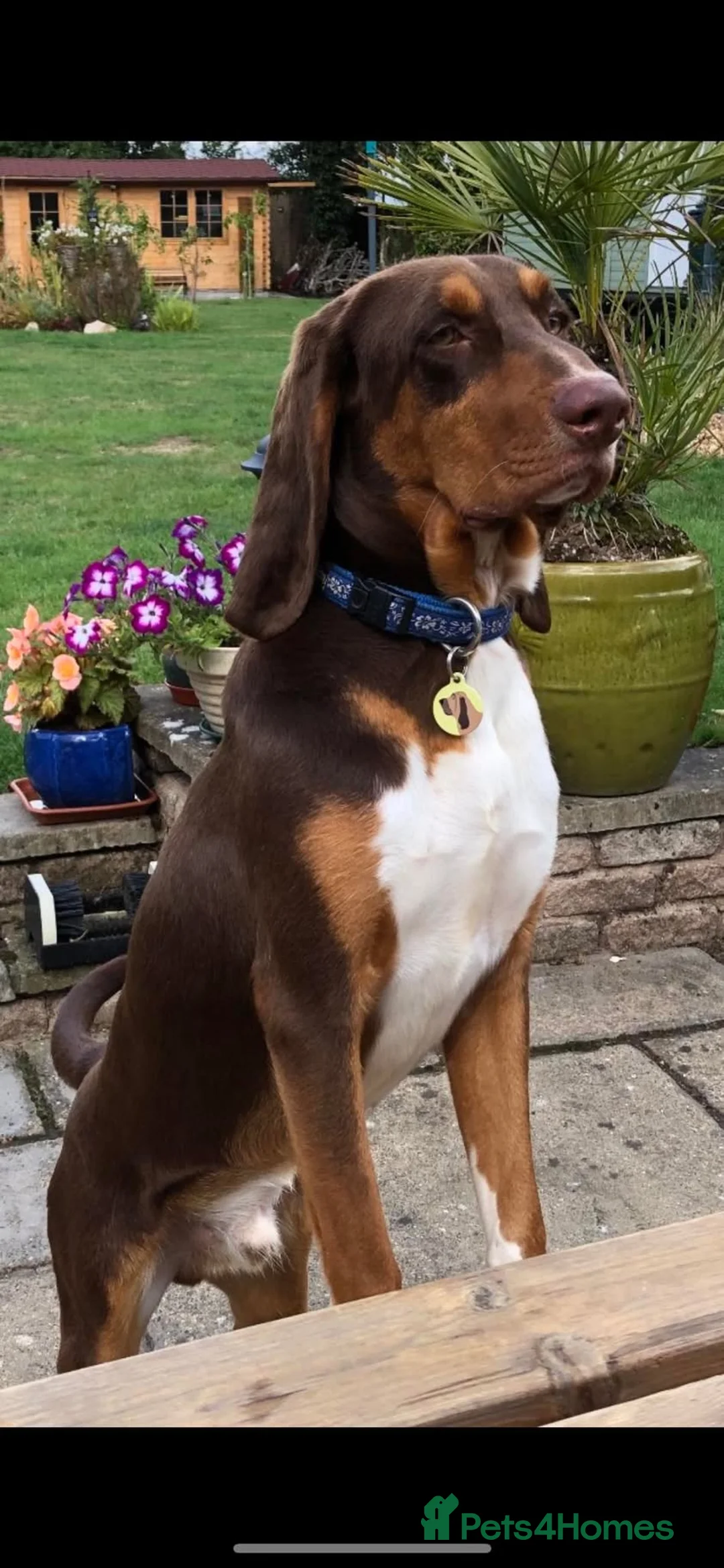 Mixed Breed dogs for adoption: Nacho - goofy Sabueso Hound for adoption - Advert 9