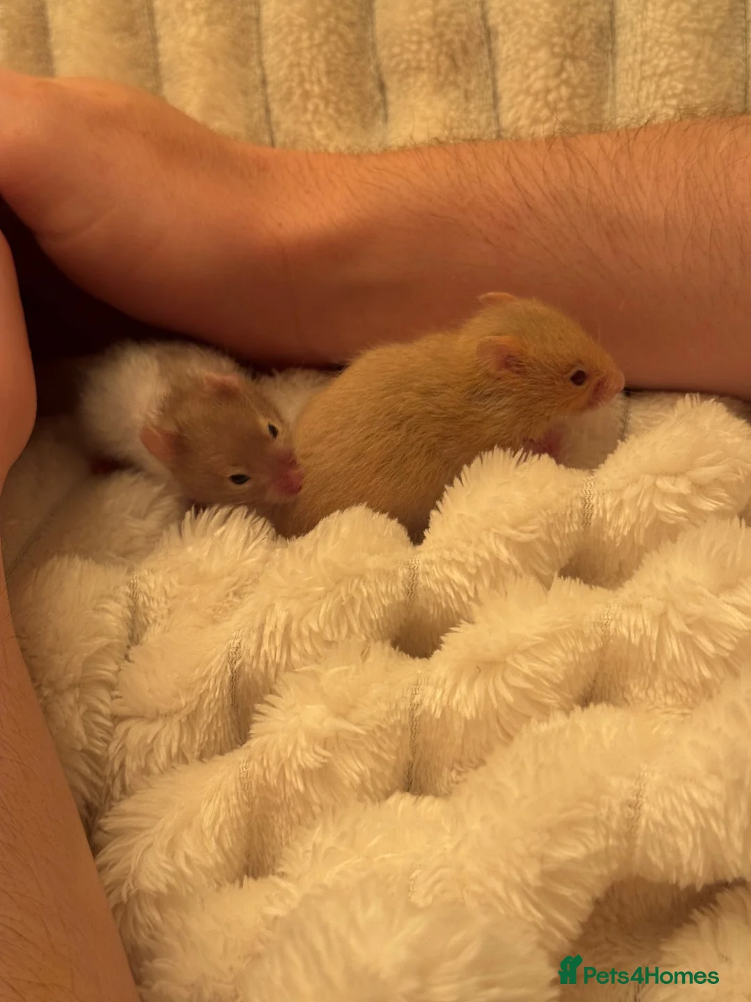 Hamster rodents for sale: Boy hamster for sale, Axel - Advert 7
