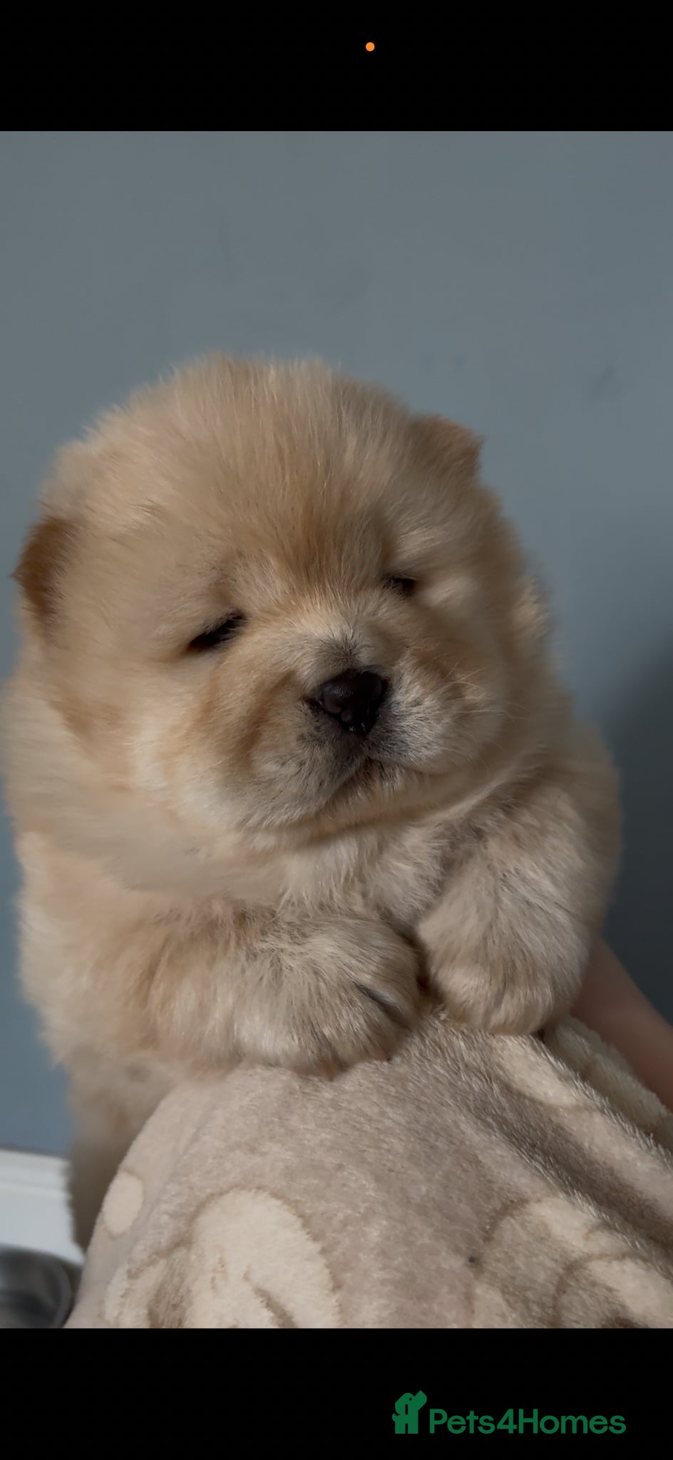 Chow Chow dogs Stunning chocolate & Platinum pups - Advert 16