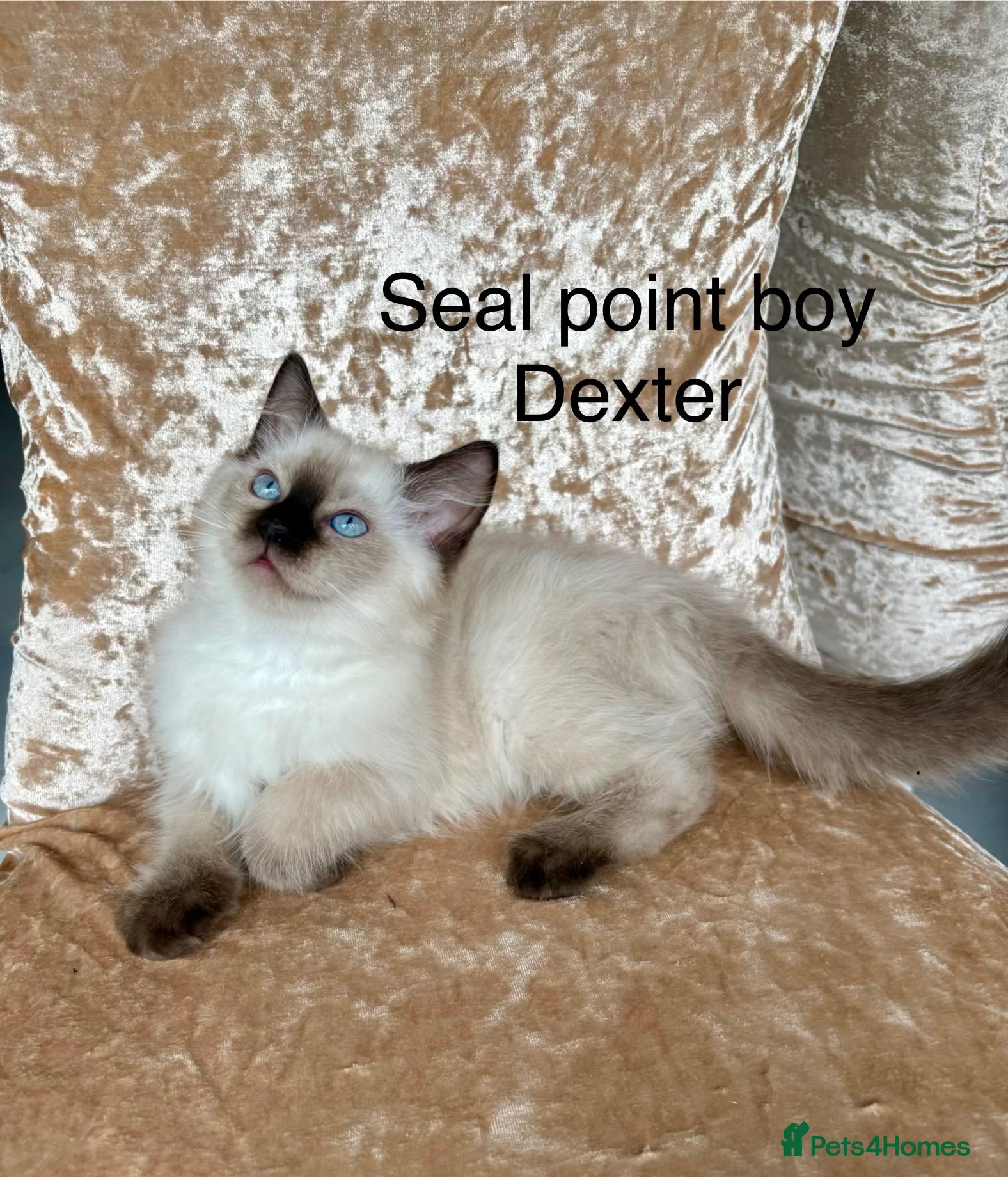 Ragdoll cats Beautiful ragdoll kittens  - Advert 2