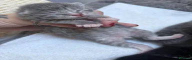British Shorthair 1