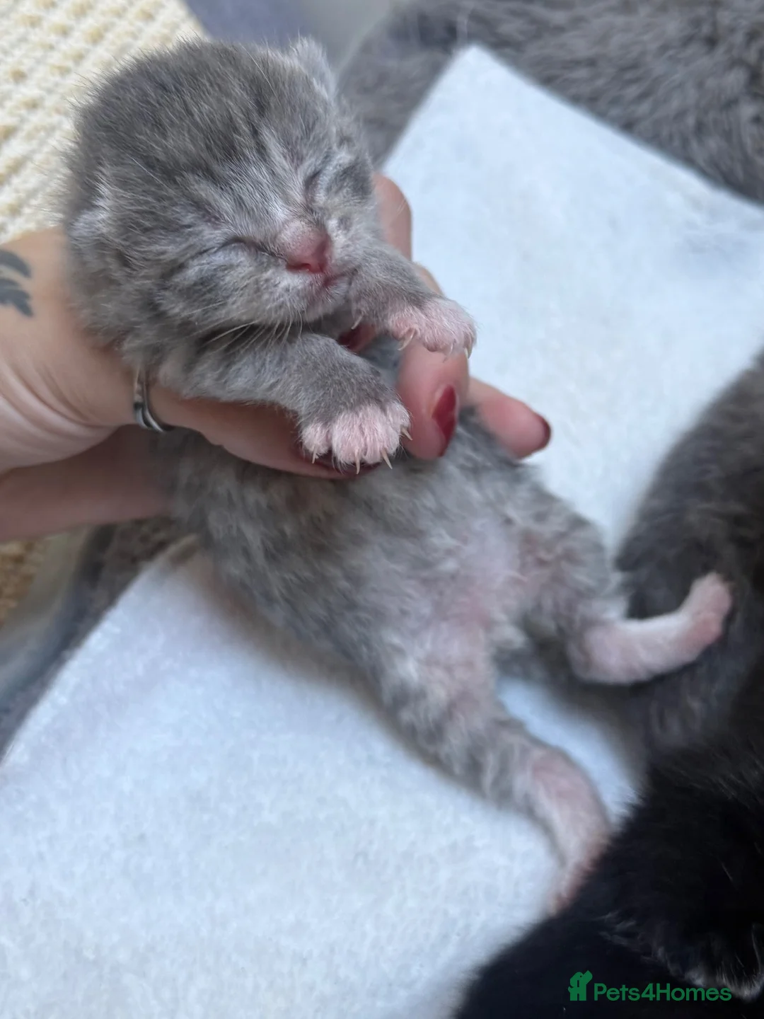 British Shorthair cats for sale: Bsh cross dsh kittens🩷 - Advert 2