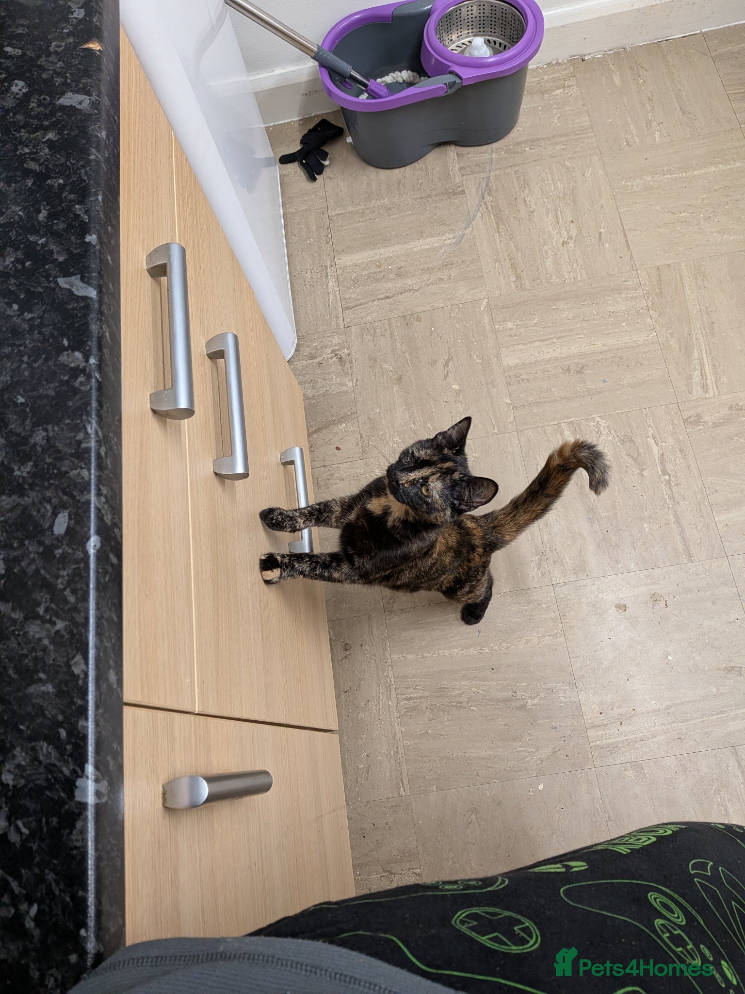 Mixed Breed cats for sale: Female ktten - Advert 3