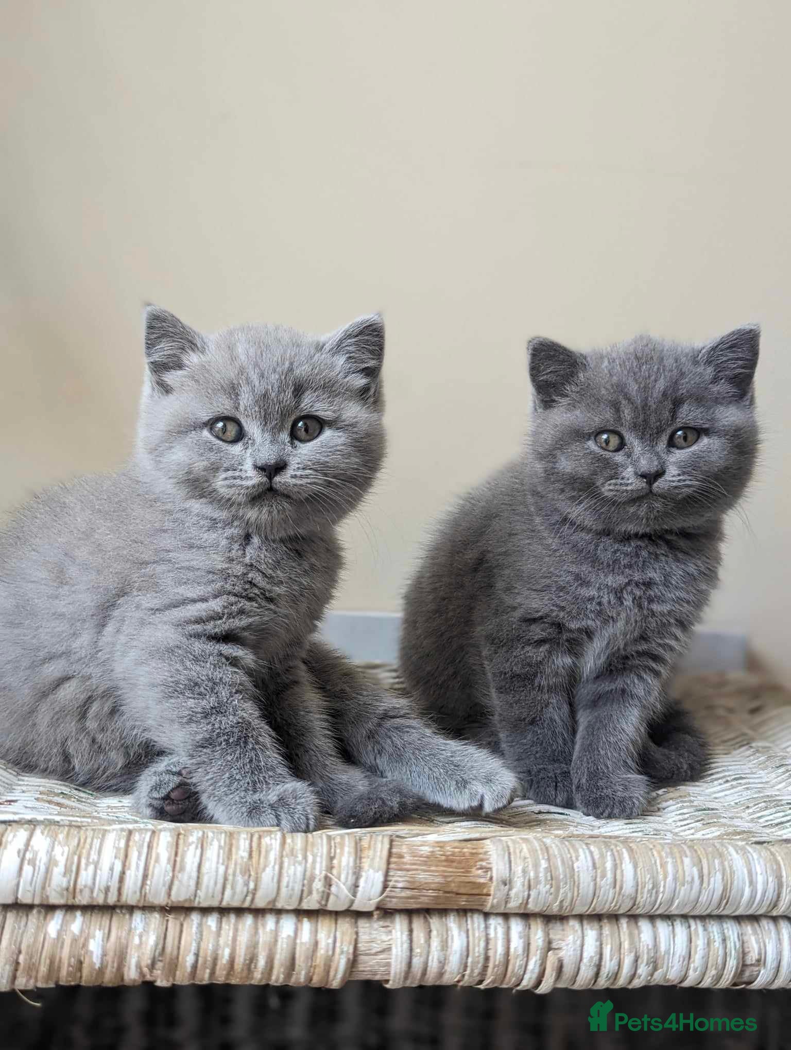 British Shorthair cats Boy pure BSH - parents champions,perfect for kids  - Advert 3