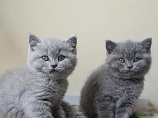 British Shorthair cats Boy pure BSH - parents champions,perfect for kids - Advert 3