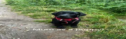 Labrador Retriever dogs for sale: 8 beautiful chunky black KC registered puppies - Advert 29