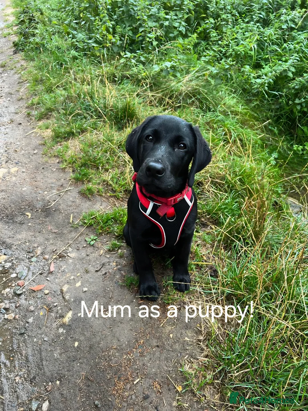 Labrador Retriever dogs for sale: 8 beautiful chunky black KC registered puppies - Advert 29