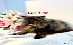 Persian cats for sale: Persian kittens - Image 10