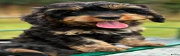 Cavapoo dogs for sale: Black and Tan Cavapoos - Advert 9