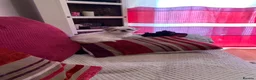 Shih Tzu dogs for sale: Imperial Shih tzu puppies  - Advert 6