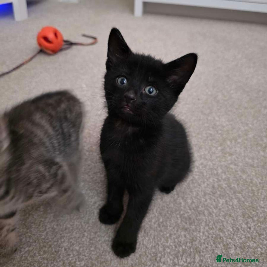 Mixed Breed cats for sale: 1 ginger male and 1 black male - Image 12