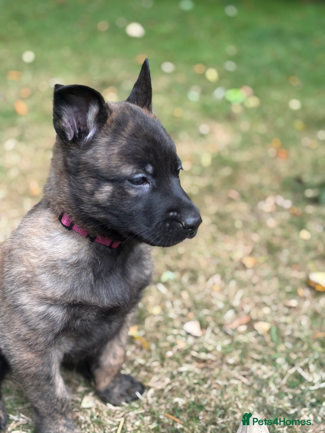 Belgian Shepherd Dog dogs for sale: Dutch herder puppies  - Image 29