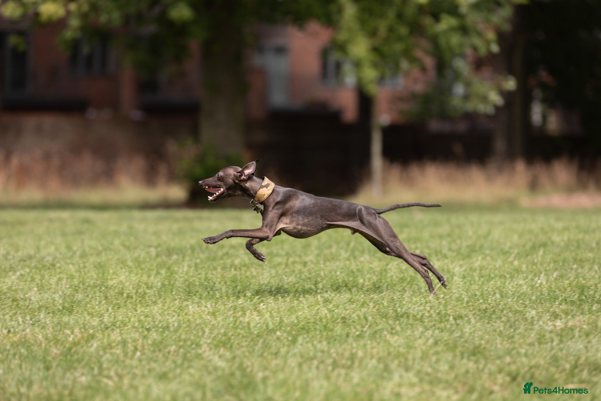 Italian Greyhound dogs Italian Greyhound Stud – KC Registered (Unproven) - Advert 1