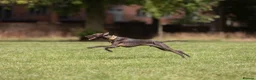 Italian Greyhound dogs for stud: Italian Greyhound Stud – KC Registered (Unproven) in Ferryhill - Advert 1