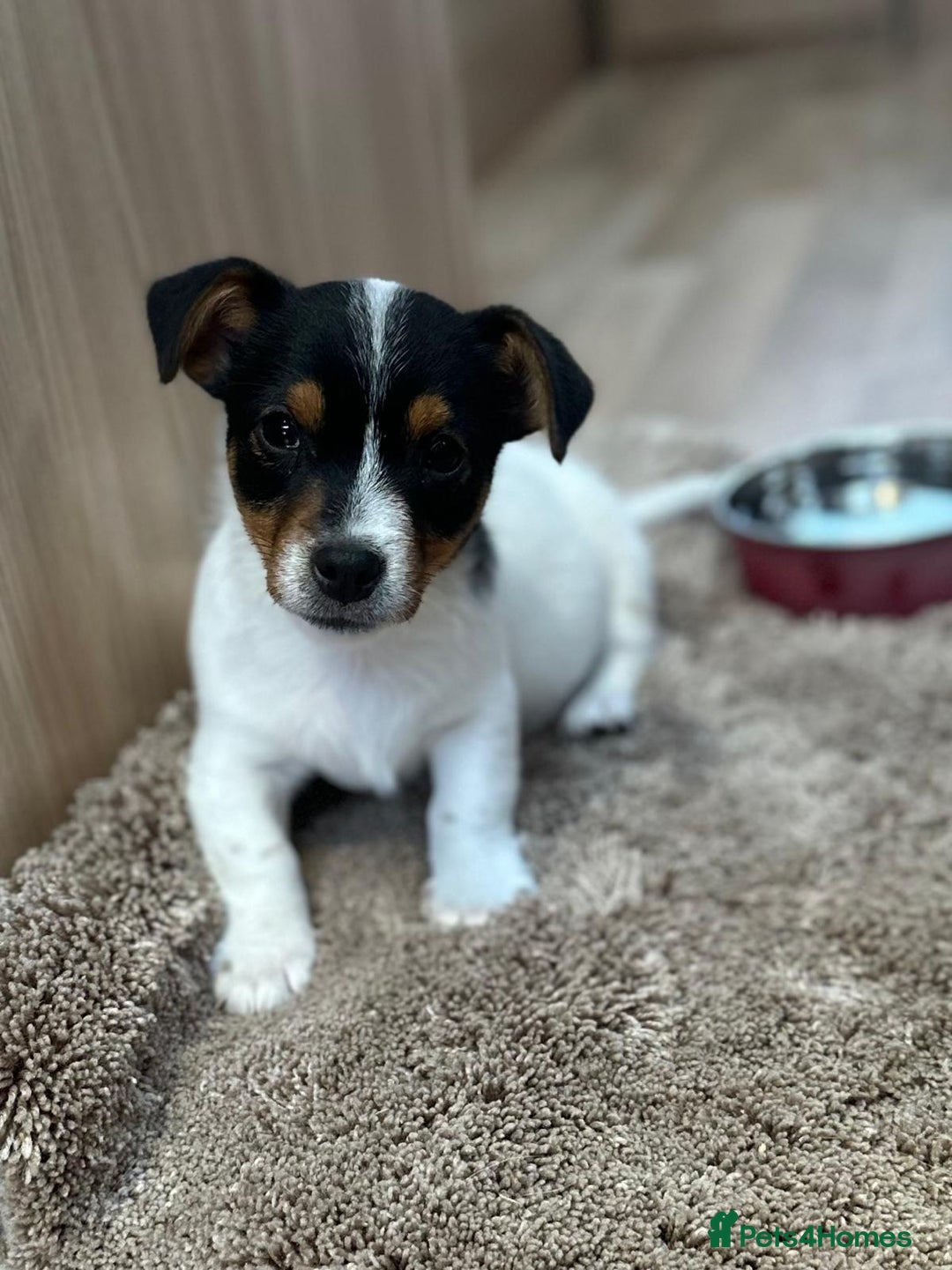 Jack Russell dogs for sale: Traditional Miniature Jack Russell Puppies! - Advert 6