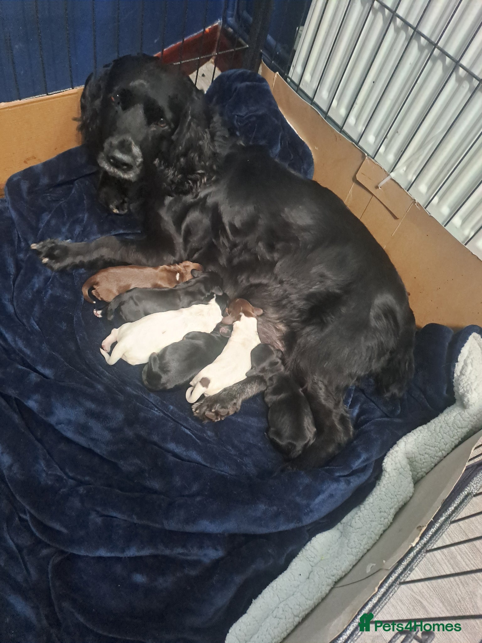 Cocker Spaniel dogs Working Cocker Spaniel puppies - Advert 6