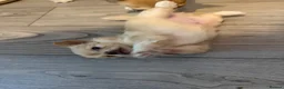 Chihuahua dogs for sale: Beautiful chihuahua boy - Advert 7