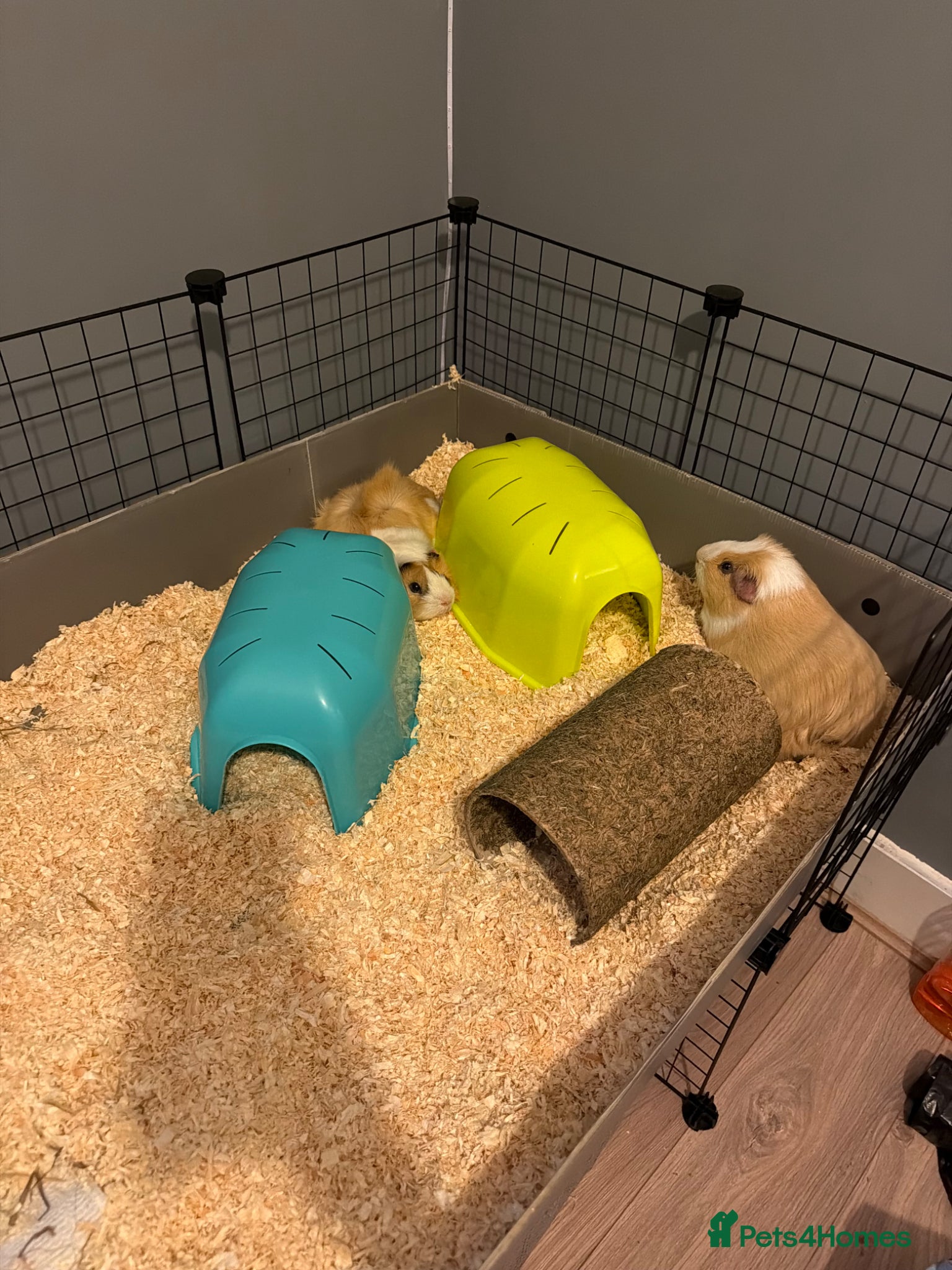 Guinea Pig rodents for sale: 2 male guinea pigs for sale.  in Croydon - Advert 1