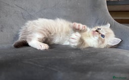 Ragdoll cats for stud: Gorgeous Ragdoll stud  - Image 7