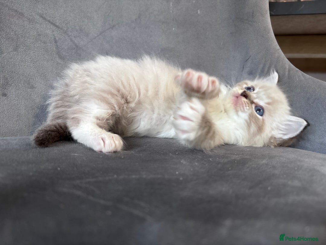 Ragdoll cats for stud: Gorgeous Ragdoll stud  - Image 7
