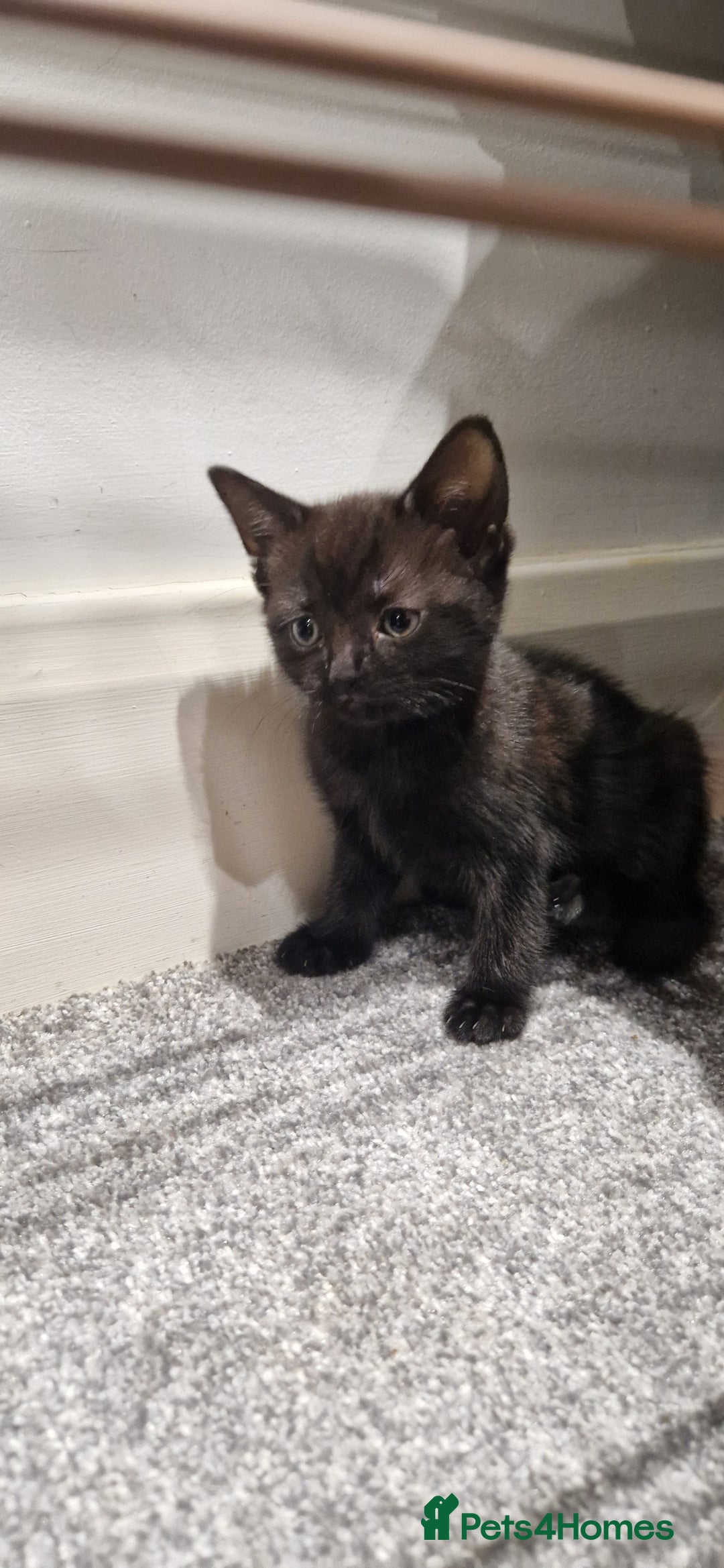 British Longhair cats for sale: Cats British longhair  - Advert 5