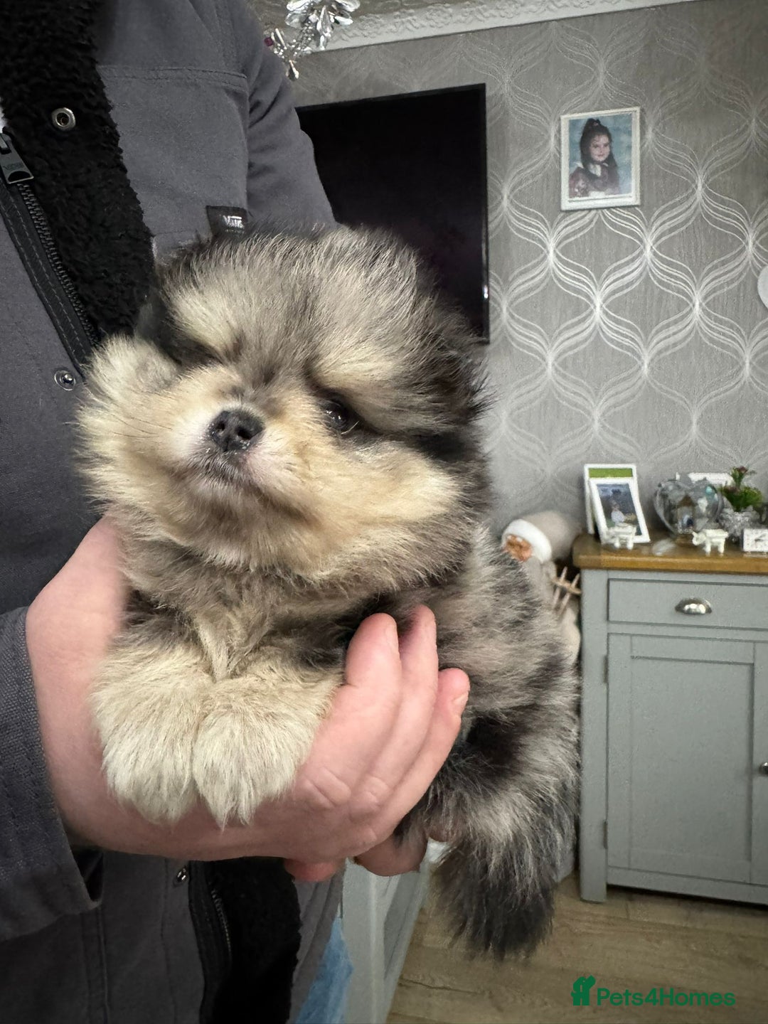 Pomeranian dogs for sale: 4 beautiful pomeranian - Advert 6