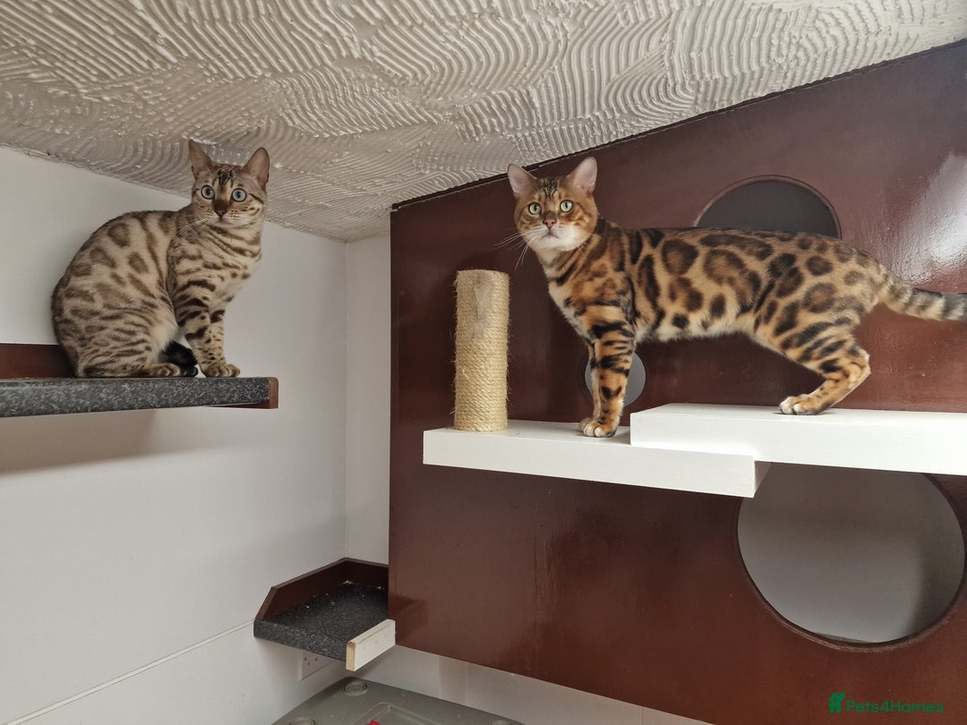 Bengal cats for stud: Bengal cat for stud, Calvin. in Peterborough - Advert 3
