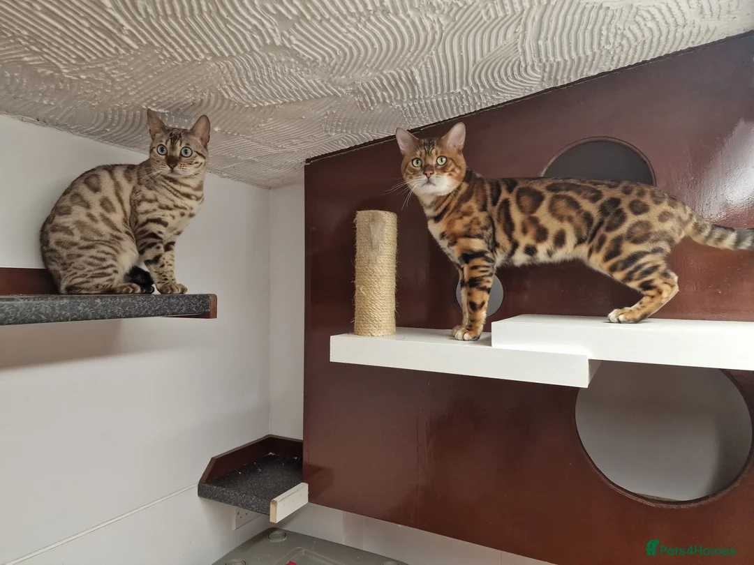 Bengal cats for stud: Bengal cat for stud, Calvin. in Peterborough - Advert 4