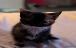 British Shorthair cats for sale: 2 Kittens left for sale! - Image 23
