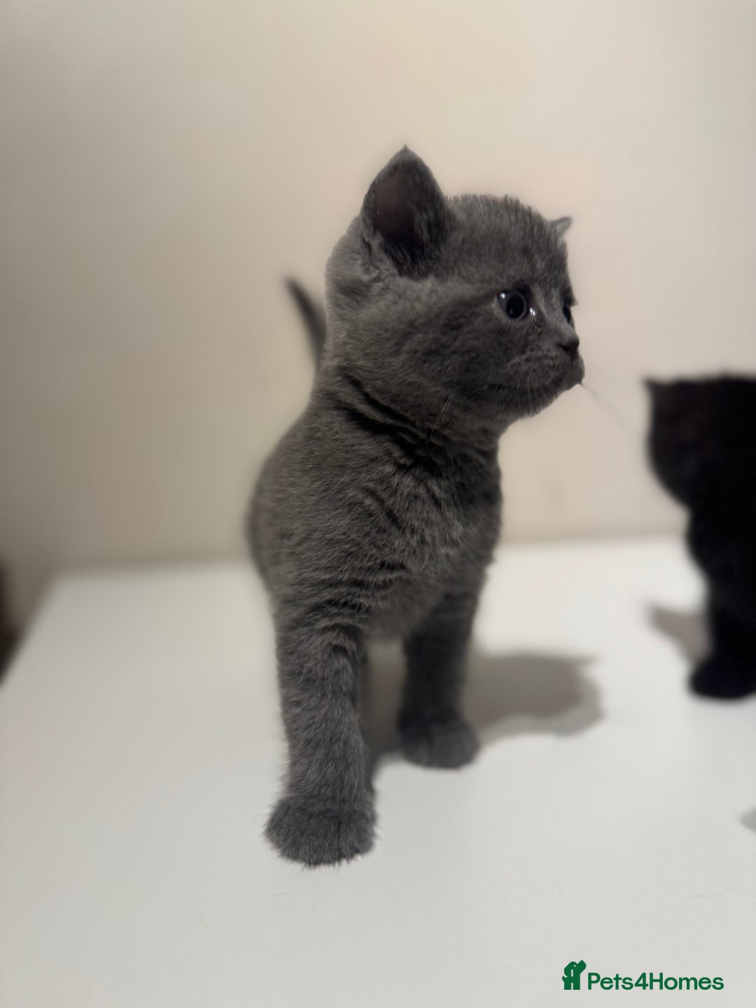 British Shorthair cats for sale: 🐾✨ 4 Tiny Superstars ✨🐾 - Image 9