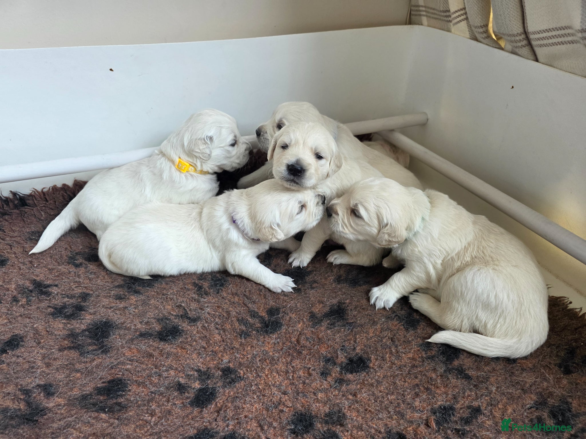 Golden Retriever dogs Fully Health Tested KC Registered Cream Puppies - Advert 1