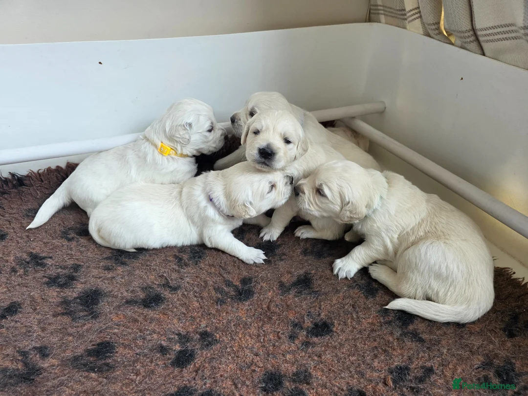 Golden Retriever dogs for sale: Fully Health Tested KC Registered Cream Puppies - Advert 1