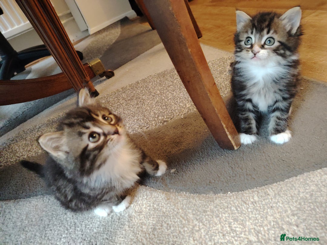 Norwegian Forest Cat cats for sale: Norwegian Forest kittens  - Image 15