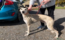 Lurcher dogs for adoption: Goose, lurcher in need of loving home - Image 3