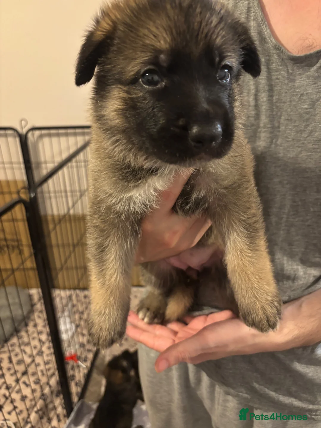 German Shepherd dogs for sale: German shepherd x akita  in Sandy - Advert 8